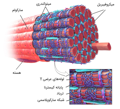 ساختار میکروفیبریل ماهیچه