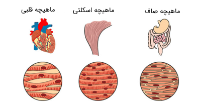 انواع بافت ماهیچه ای
