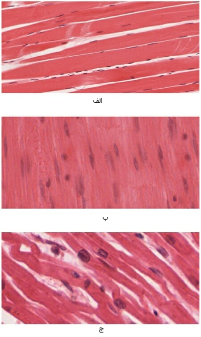 تصویر میکروسکوپی انواع بافت های ماهیچه ای