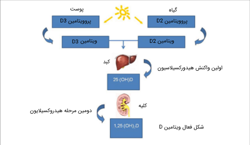 واکنش‌های هیدروکسیلاسیون ویتامین D در بدن