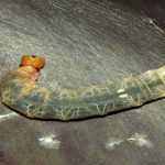 تنفس لیسه برزیلی – ویدیوی علمی