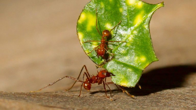 مورچه برگ بُر — زنگ تفریح [ویدیوی کوتاه علمی]