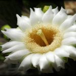 گل های ساگوارو – ویدیوی علمی