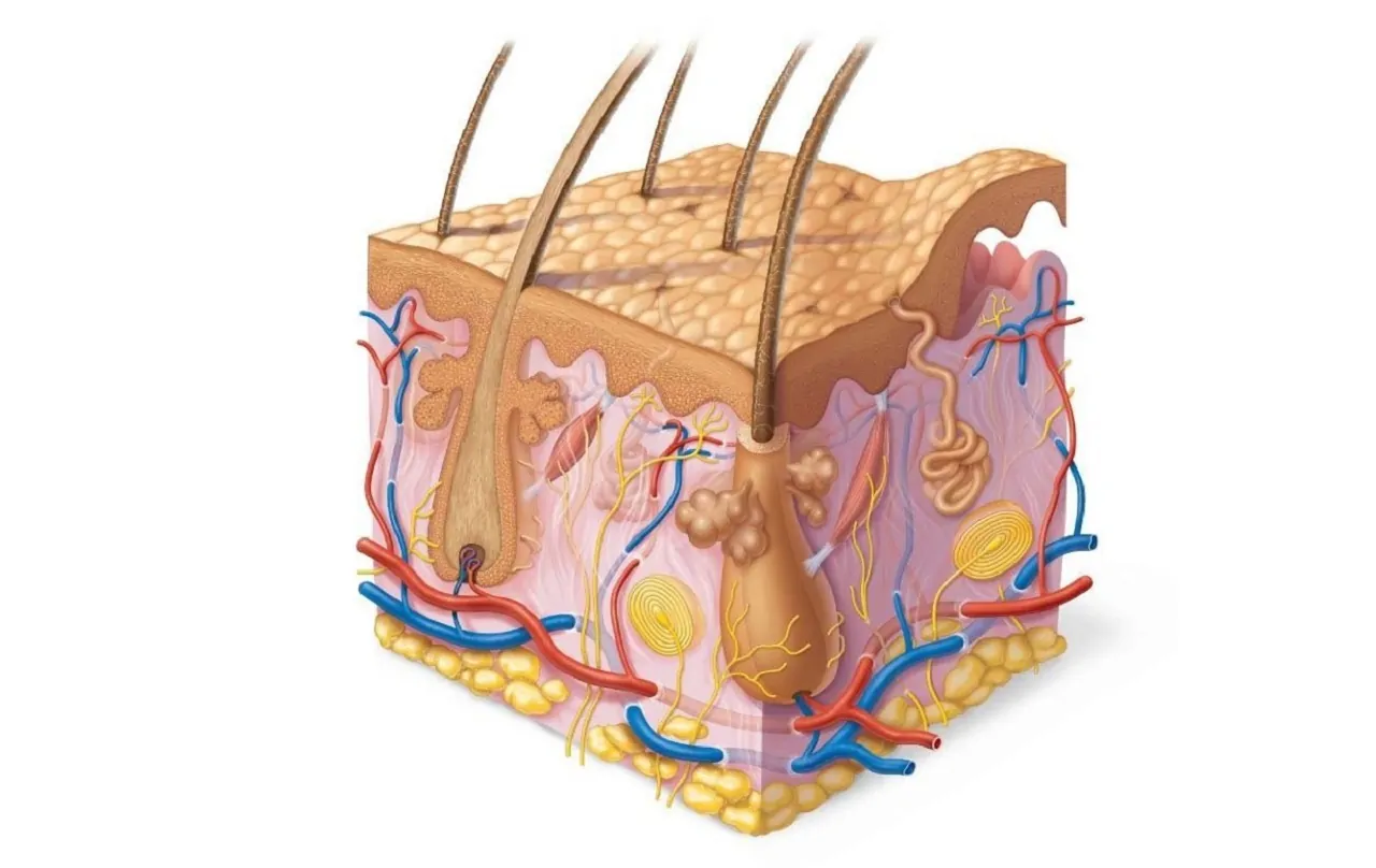 پوست چیست؟ — به زبان ساده