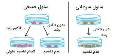نحوه رشد سلول های سرطانی در محیط کشت