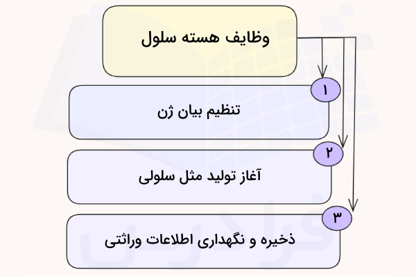 وظایف هسته سلول های یوکاریوتی
