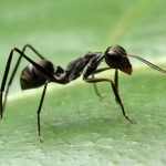 پرش مورچه جهنده – ویدیوی علمی