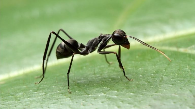 پرش مورچه جهنده — ویدیوی علمی