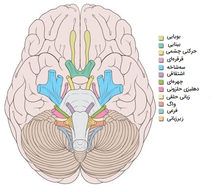اعصاب مغزی