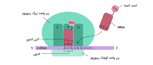 عملکرد tRNA در فرایند ترجمه