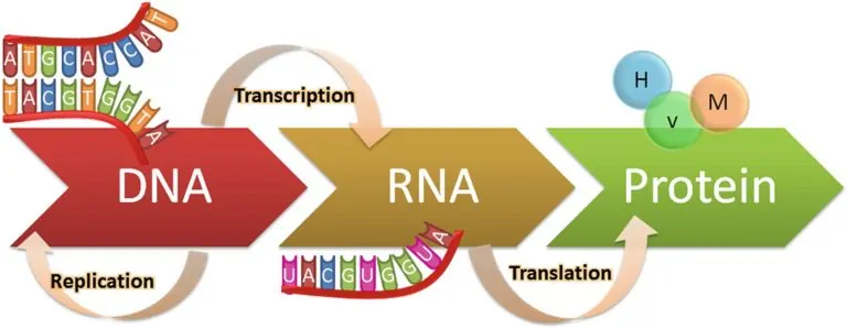 پروتئین سازی و ترجمه چیست؟ — به زبان ساده