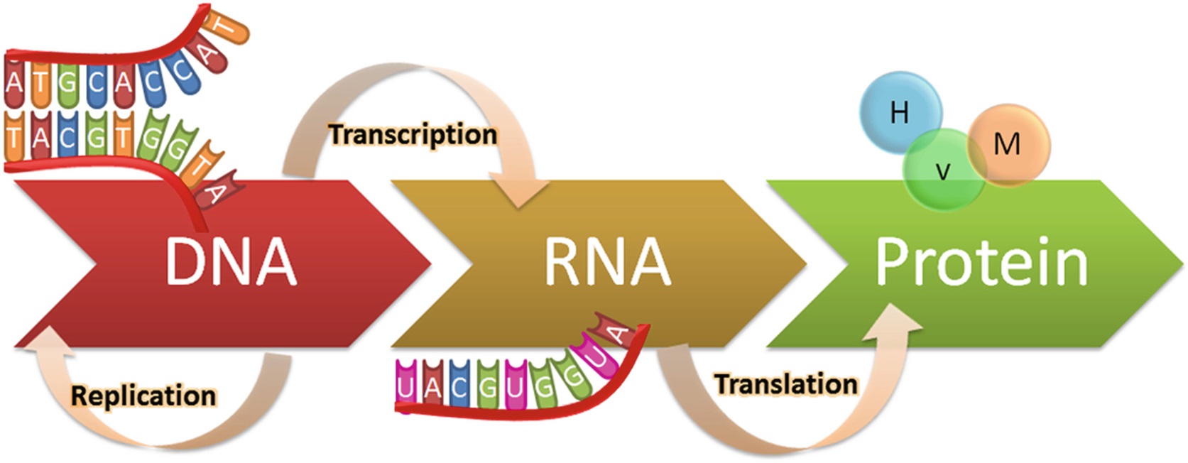 پروتئین سازی و ترجمه چیست؟ — به زبان ساده