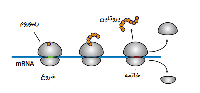 ترجمه و پروتئین سازی