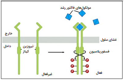 سیگنالینگ