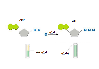 چرخه ADP - ATP