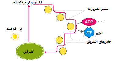 فرایند فتوفسفوریلاسیون 