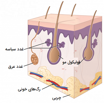 غدد سباسه غدد عرق