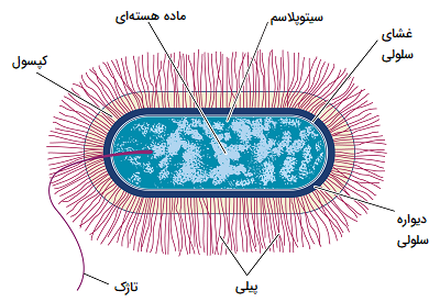 میکروبیولوژی سلولی