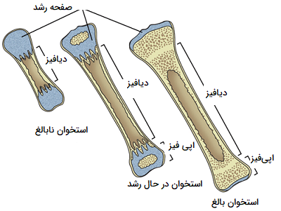 مراحل رشد استخوان
