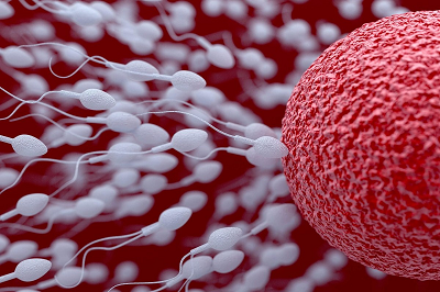 سلول تخمک و اسپرم