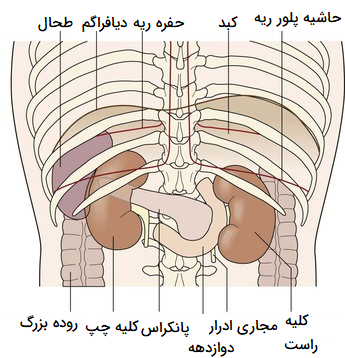 آناتومی کلیه