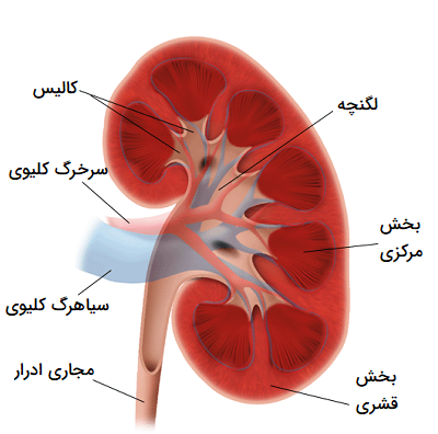 کالیس کلیه