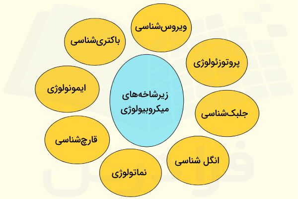 هشت زیر شاخه میکروبیولوژی بر اساس تاکسونومی