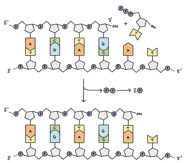 واکنش پلیمریزاسیون DNA