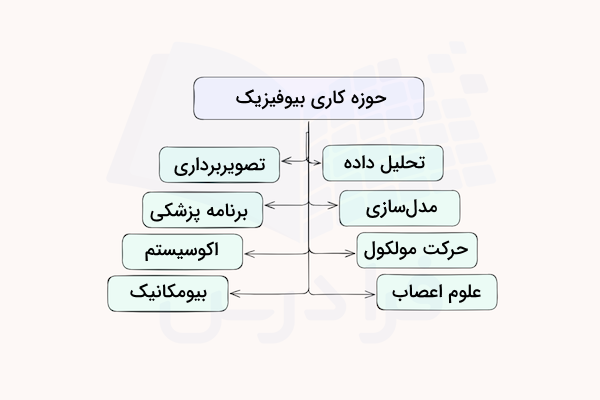 نمودار حوزه های کاری بیوفیزیک