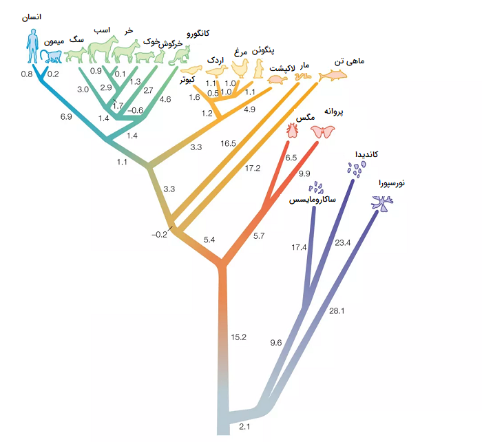 درخت فیلوژنی براساس سیتوکروم C
