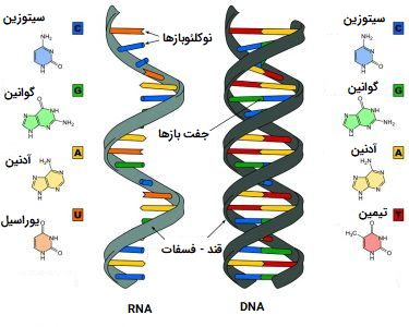 تفاوت ساختار DNA و RNA
