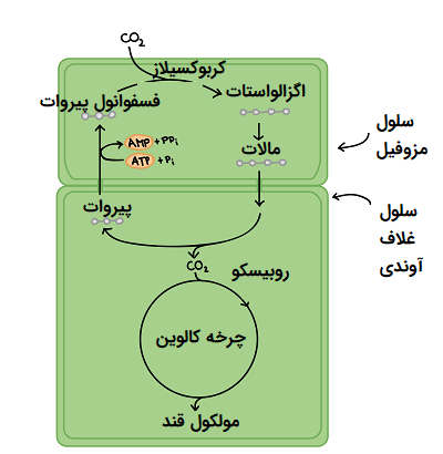 فتوسنتز در گیاهان C4