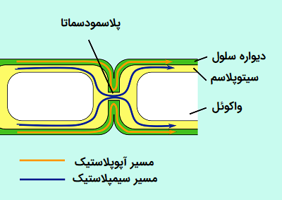 پلاسمودسماتا