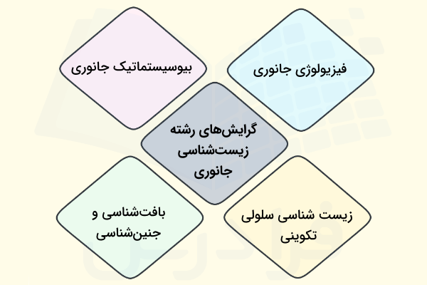 نمودار معرفی چهار گرایش رشته زیست شناسی جانوری در مقطع ارشد