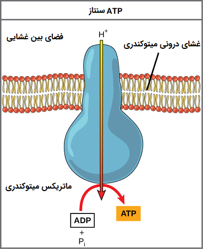 ATP سنتاز