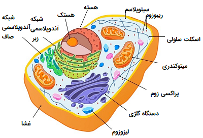 سلول یوکاریوت