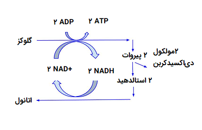 تخمیر الکلی