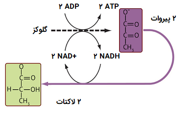 تخمیر اسید لاکتیک