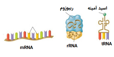 انواع RNA