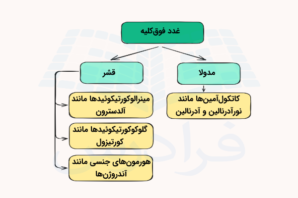 نموداری از هورمون های بخش های مختلف غدد فوق کلیه