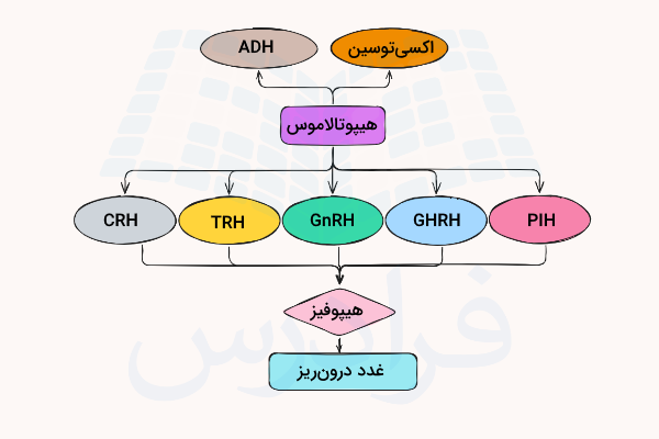 نموداری از انواع هورمون های تولید شده در هیپوتالاموس
