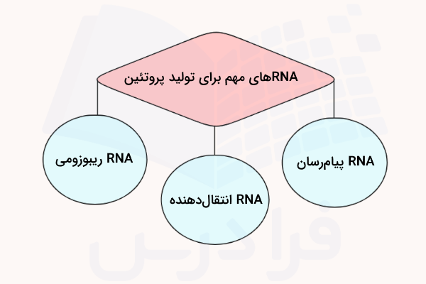انواع RNA تاثیرگذار در تولید پروتئین