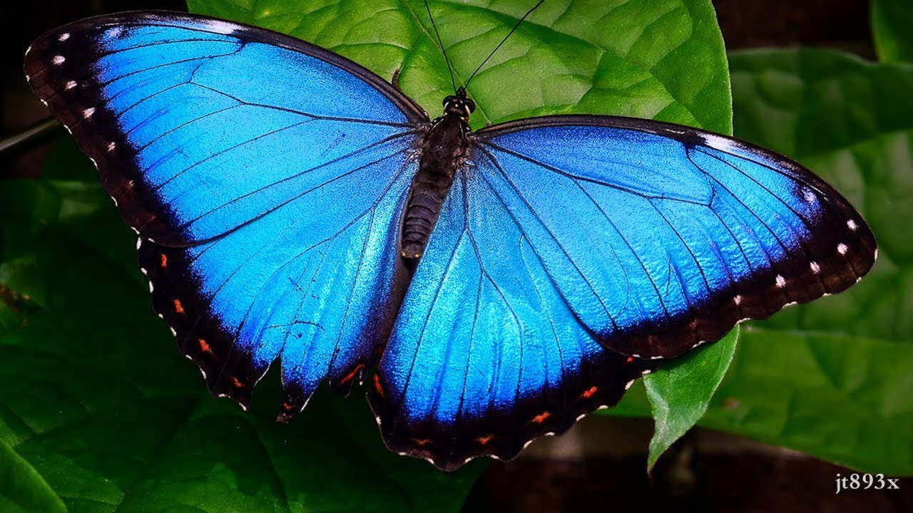 پروانه آبی مورفو — ویدیوی علمی