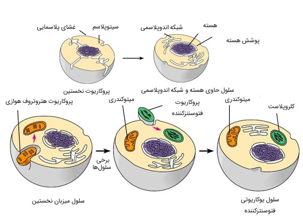 تکامل کلروپلاست و میتوکندری