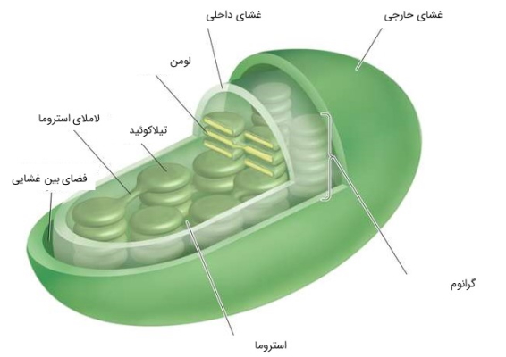 chloroplast-components