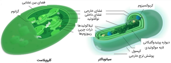 cyano-chloro-final