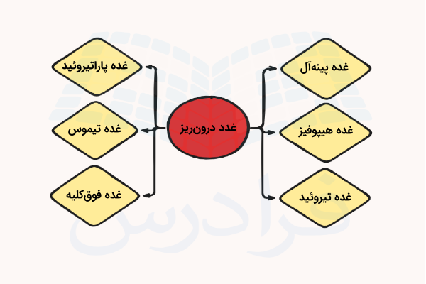 نموداری از غدد درون ریز بدن انسان