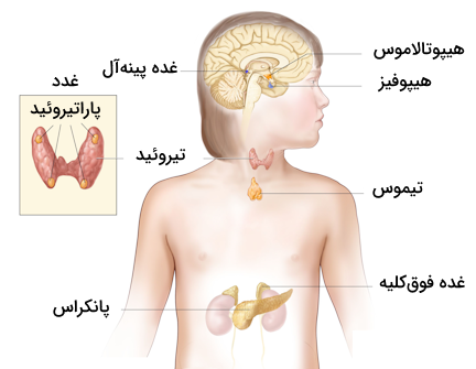 اندام‌ها و غدد درون ریز بدن انسان