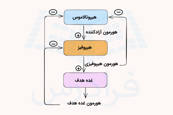 مکانیسم بازخورد منفی هورمون های ترشح شده از غدد و اثر آن ها بر روی عملکرد ترشحی هیپوتالاموس و هیپوفیز