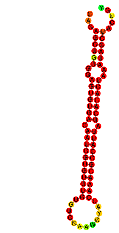 ساختار microRNA